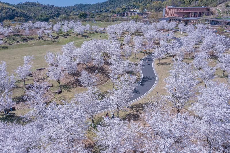樱花草甸（3-4月）
