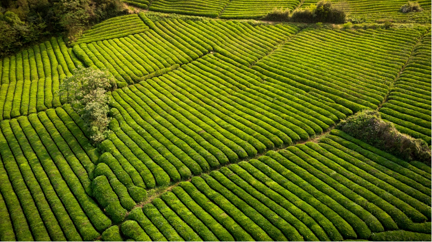 生态茶园1.png