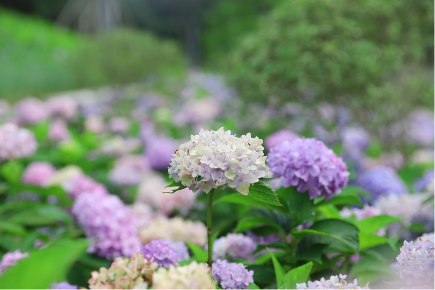 紫阳花坡（4-11月）
