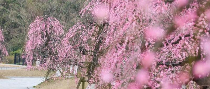 春信已至，下渚湖·奇幻谷第一缕梅香邀您共赴“梅”好时光